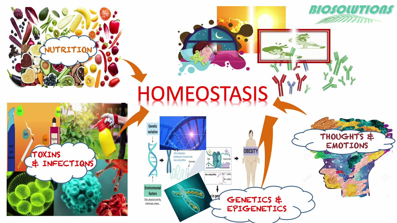 What factors affect homeostasis?