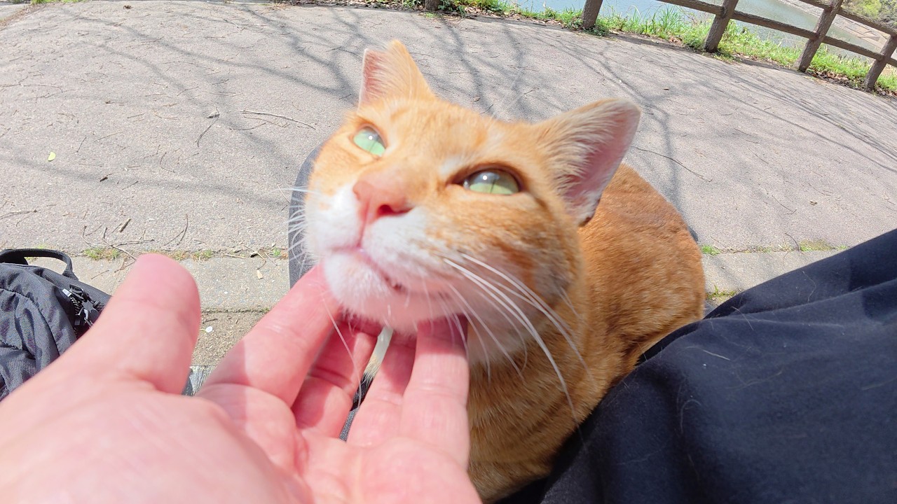 茶トラ猫ちゃんをひざの上に乗せたらスヤスヤと眠ってしまった