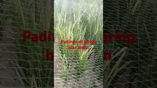 Download lagu sparrow net #net #birdnet mp3