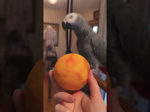 Apollo Reacts to Orange 🍊
