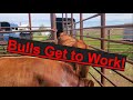 Bulls Turned Out For Breeding Beef Cattle Summer Ranch Work