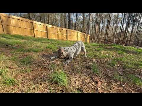 Video 2