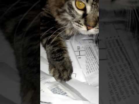 Lilly Rose n Ashley 10/6/16