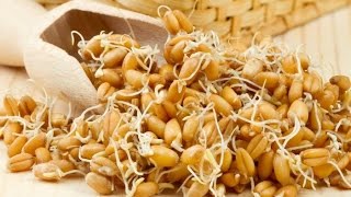 Как прорастить пшеницу для самогона правильно