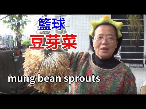(阿美美)籃球豆芽菜How to grow mung bean sprouts非胖嫂 非9妹