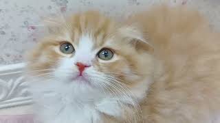 スコティッシュフォールドの動画01