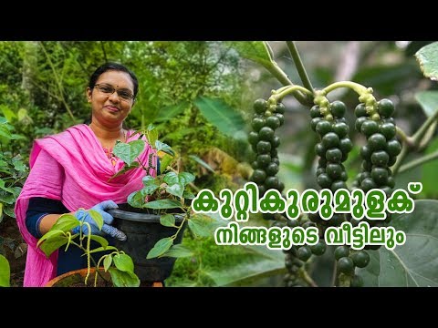 How to Grow Black Pepper Plant