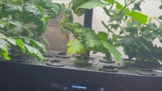Update on transplanted Romaine