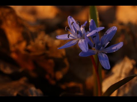 Satul meu, izvor de dor - Poem by Diane - Michèlle Blaireau