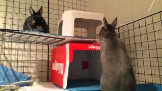 Crescent & Cheeks perplexed by new box