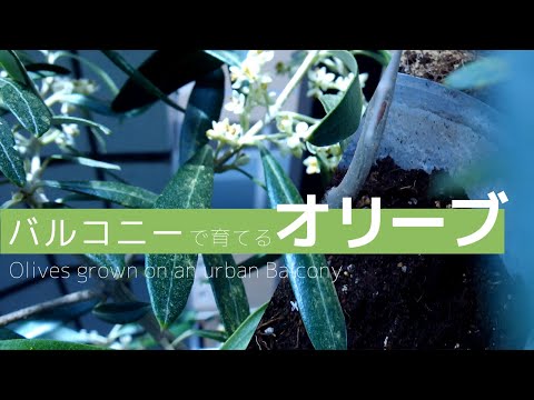 olivier en pot design-moderne-décoré-gravier-balcon