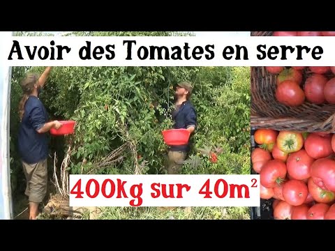 , title : 'Cultiver les Tomates en Serre (et récolter énormément !)'