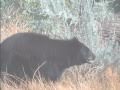 Cougar VS American Black Bear Complete Version