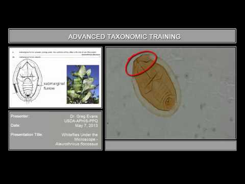 Whiteflies under the microscope - <em>Aleurothrixus floccosus</em>