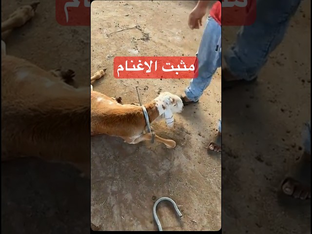بكج السيطره