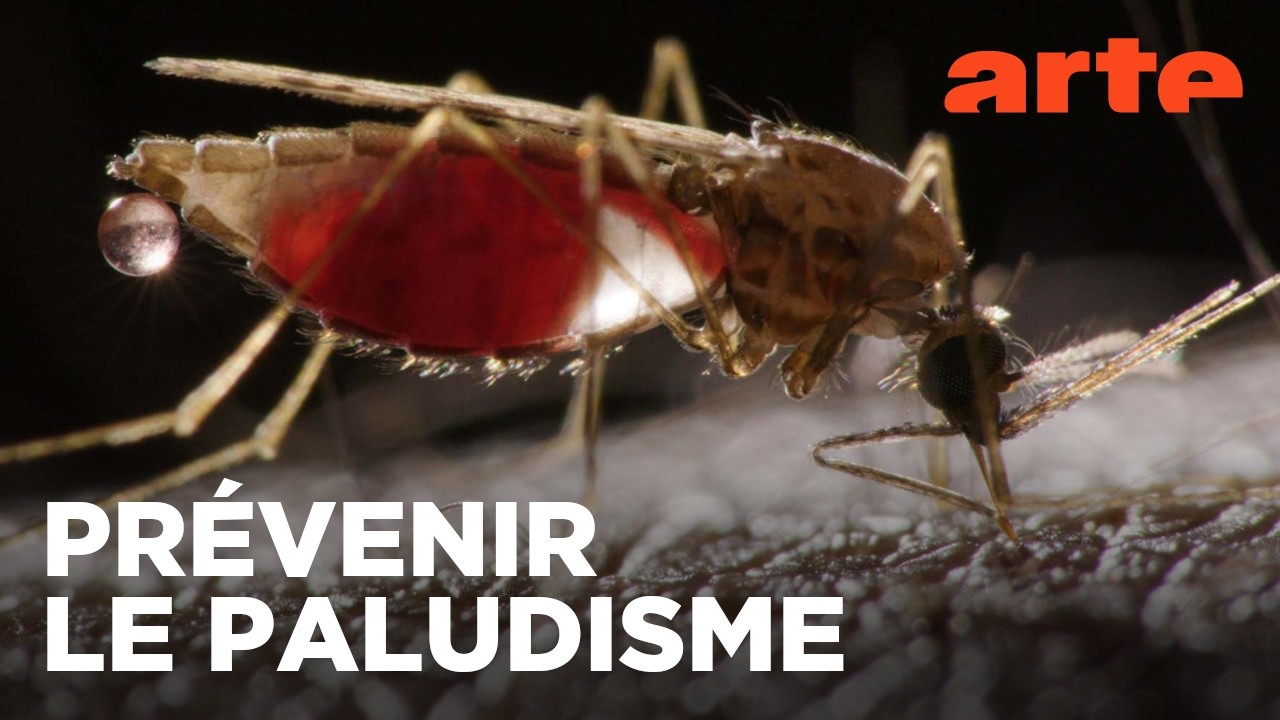 Paludisme, enfin l'espoir | Documentaire | ARTE