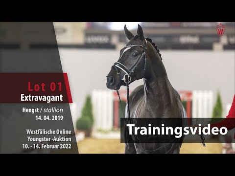 Online Youngster-Auktion Training Lot 1 Extravagant Hengst v. Escamillo - Feedback