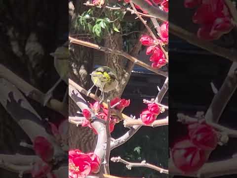 一体型噴水付きバードドリンカー