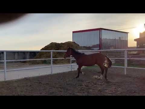 Holsteiner Stallion by Del Arko from Cento born 2019