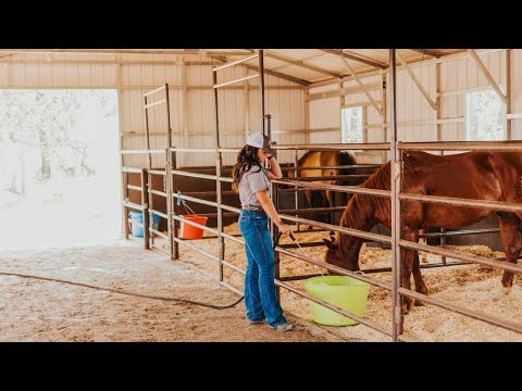 Building a Horse Barn on a Budget 💸 With D.I.Y Horse Stalls 🐴