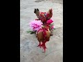 Amar Gorur Garite Bou Sajiye Gutur Gutur Gutur Gu