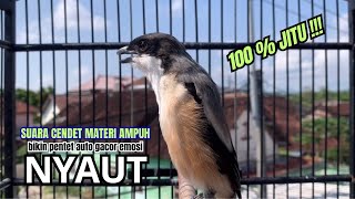 Download lagu cendet gacor MATERI AMPUH buat PANCINGAN CENDET AGAR BUNYI bikin BURUNG PENTET GACOR RAJIN BUNYI mp3 Download lagu cendet gacor MATERI AMPUH buat PANCINGAN CENDET AGAR BUNYI bikin BURUNG PENTET GACOR RAJIN BUNYI mp3