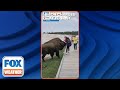 Don't Get Too Close: Bison Charges At Yellowstone Tourist Who Tried To Touch It