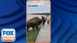 Don&#39;t Get Too Close: Bison Charges At Yellowstone Tourist Who Tried To Touch It