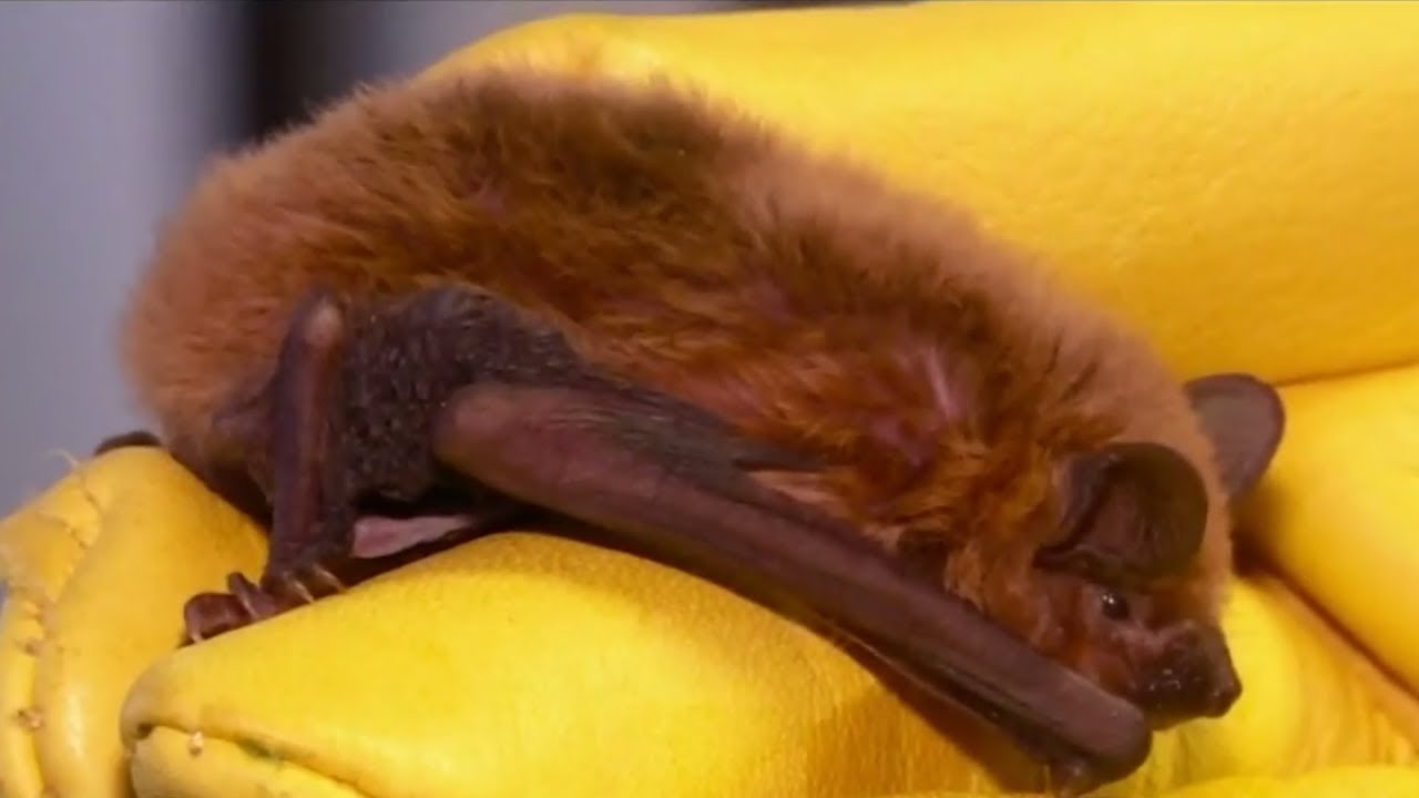 Are bats in Michigan dangerous? Tipseri
