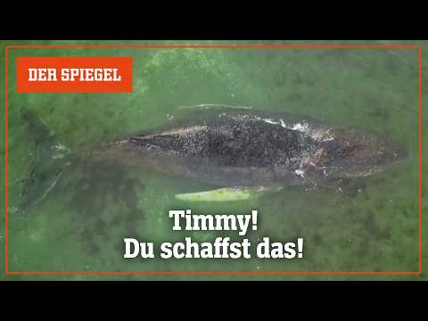 Video Thumbnail: Gestrandeter Buckelwal »Timmy«: Ein Schwergewicht kämpft mit der Sandbank | DER SPIEGEL