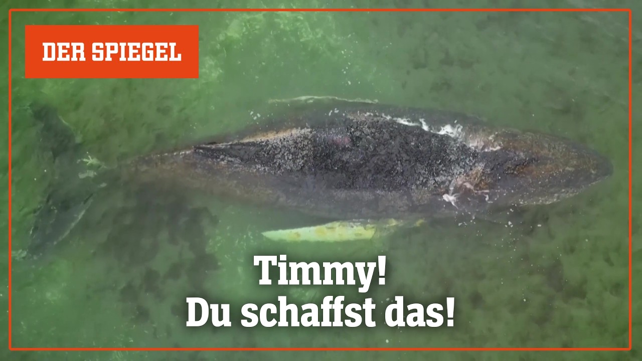 Gestrandeter Buckelwal »Timmy«: Ein Schwergewicht kämpft mit der Sandbank | DER SPIEGEL