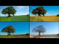 Peter Maffay: Der Baum des Lebens in Kammerton A 432 Hz