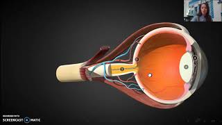 The Eye: Anatomy and Vision - AP Psych