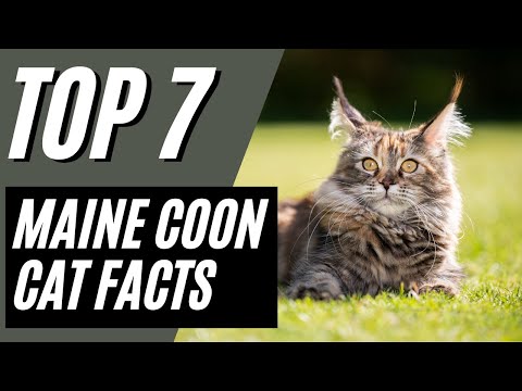 TOP 7 Fun Facts About The Maine Coon Cat