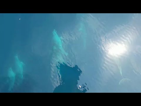 Il lyambliya quali bambini di una fotografia lhanno Parassiti tropicali in un organismo