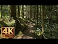 The Best Documentary Ever - 4K Virtual Forest Walk along Middle Fork Trail at Snoqualmie region. Par