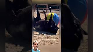 Esse Cavalo Achou Que Era Jogador de Futebol 🤣🐴⚽