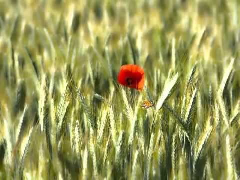 Mišel Briški   Noću sanjam usne tvoje!