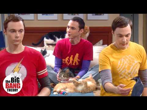 Unforgettable Sheldon Cooper Moments from Seasons 1-6 (Part 2)
