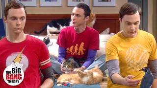 Unforgettable Sheldon Cooper Moments from Seasons 1-6: Part 2 