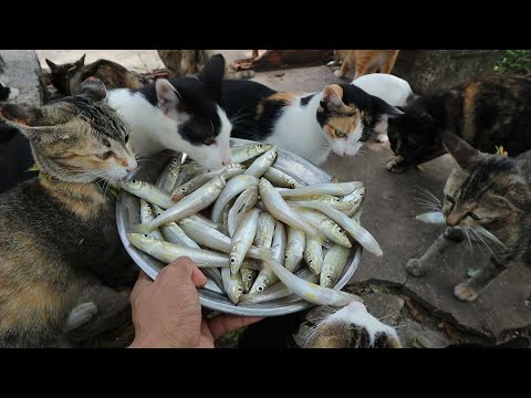 Fish food cat - cats eat fish - kitten eat fish | The Gohan Dog And Cats