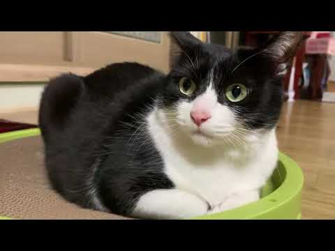 내가 프로 묘델이거든? 일단 찍어봐바바바