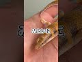 飼育している砂からなんか出てきたんですけど！！！！！！