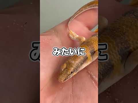 飼育している砂からなんか出てきたんですけど！！！！！！