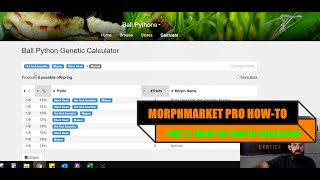 A MORPHMARKET PRO'S HOW-TO GUIDE - Part 3. Using the Genetic Calculator