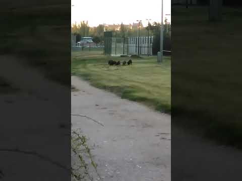 El vídeo de la piara de jabalíes en Salas Bajas, en la ciudad de Salamanca