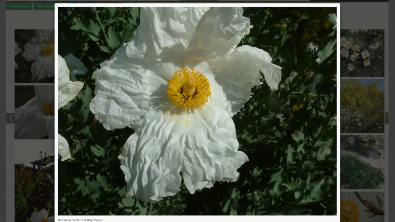 PlantMaster Online Presentations 2