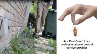 Ace Pest Control Solutions Brisbane