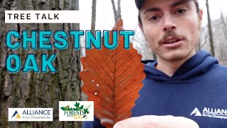 Tree Talk: Chestnut Oak