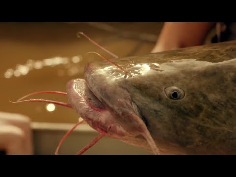 How do Catfish See the World? | Wonders of Life w/ Prof Brian Cox | BBC Earth